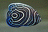 Avatar do Utilizador
