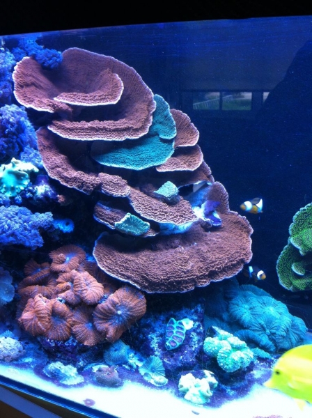 REEF CRUZ