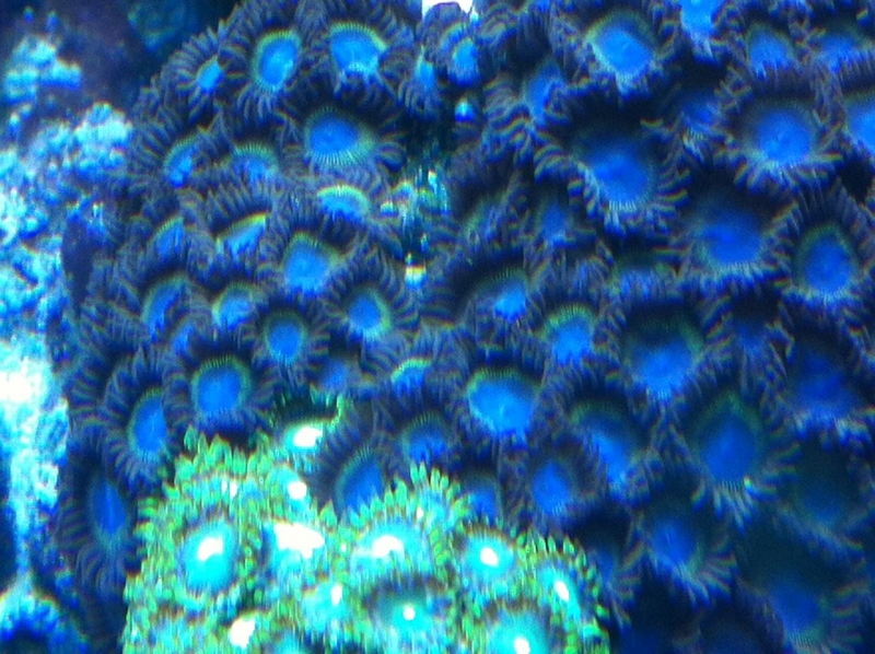 REEF CRUZ
