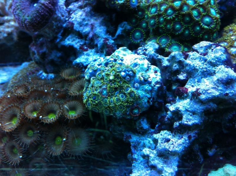 REEF CRUZ