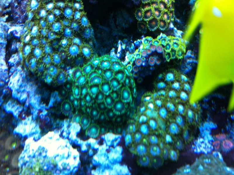 REEF CRUZ