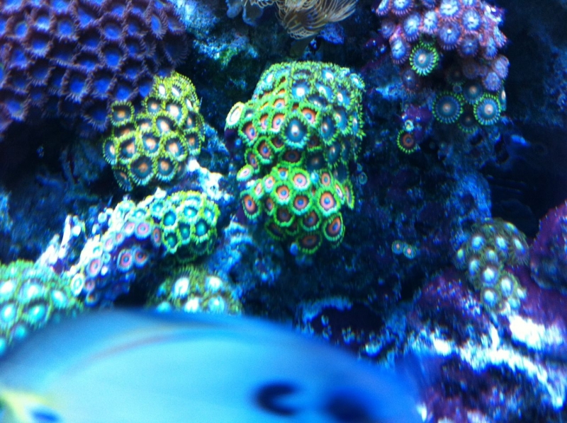 REEF CRUZ