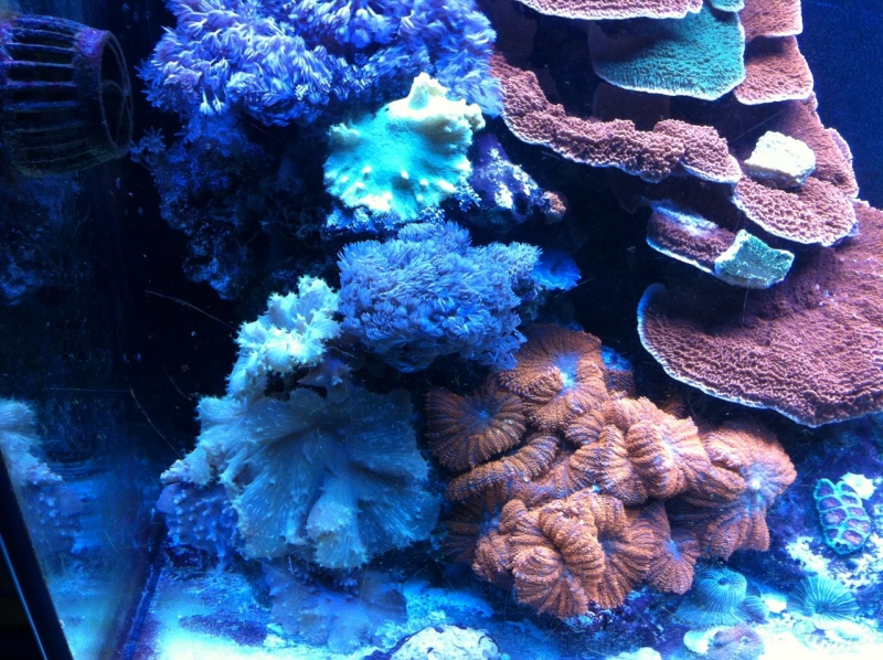 REEF CRUZ