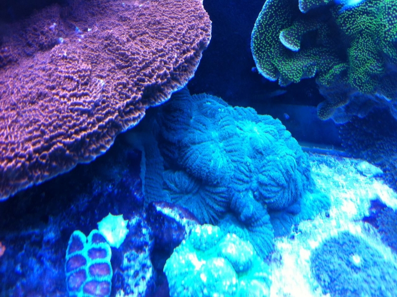REEF CRUZ