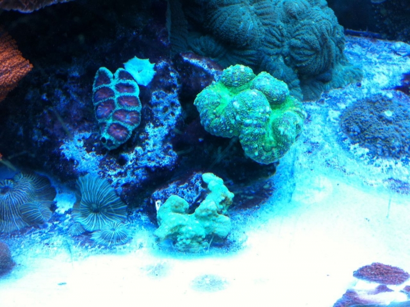 REEF CRUZ