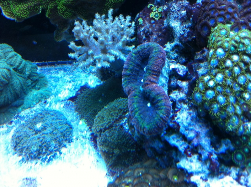 REEF CRUZ