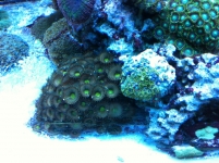 REEF CRUZ