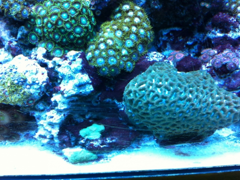 REEF CRUZ