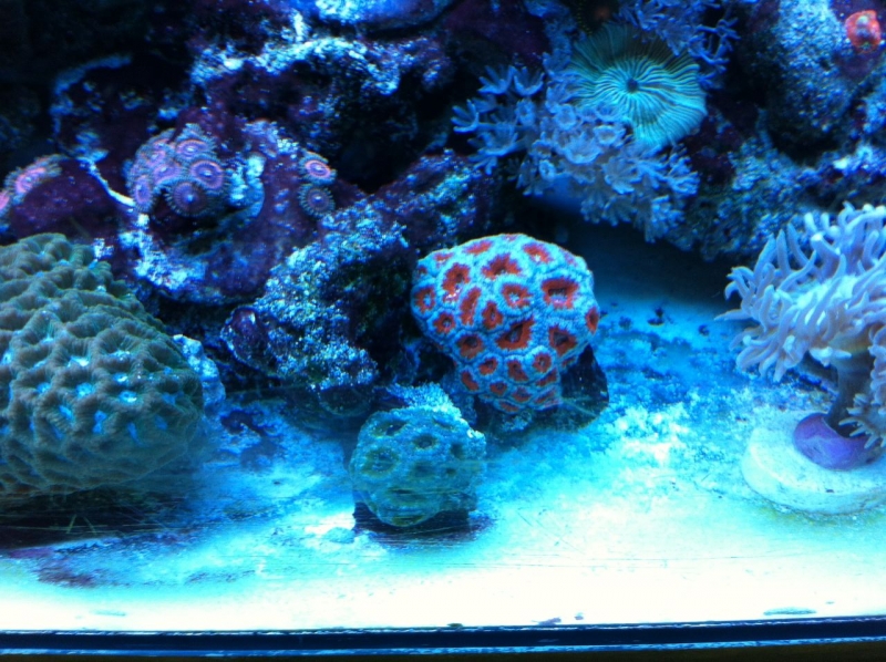REEF CRUZ