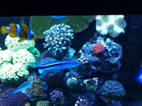 REEF CRUZ