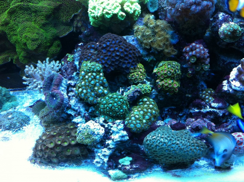 REEF CRUZ