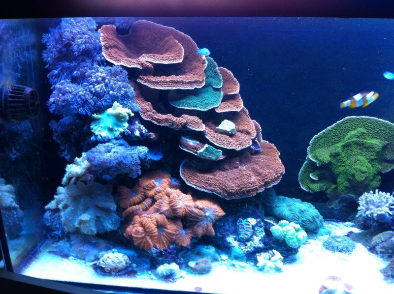 REEF CRUZ
