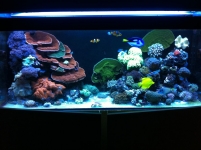 REEF CRUZ