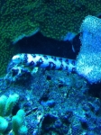 REEF CRUZ