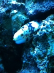 REEF CRUZ