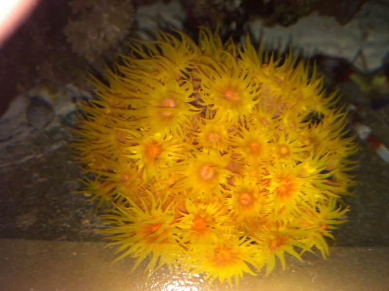 REEF CRUZ