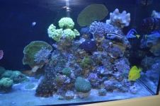 REEF CRUZ