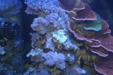 REEF CRUZ