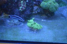 REEF CRUZ