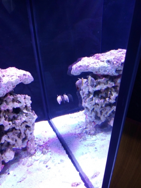 IMG 20140706 082138 (Large)