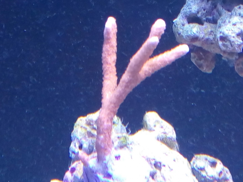 IMG 20140726 183657 (Large)