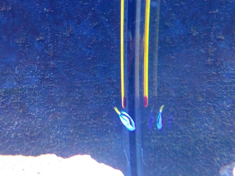 IMG 20140726 183831 (Large)