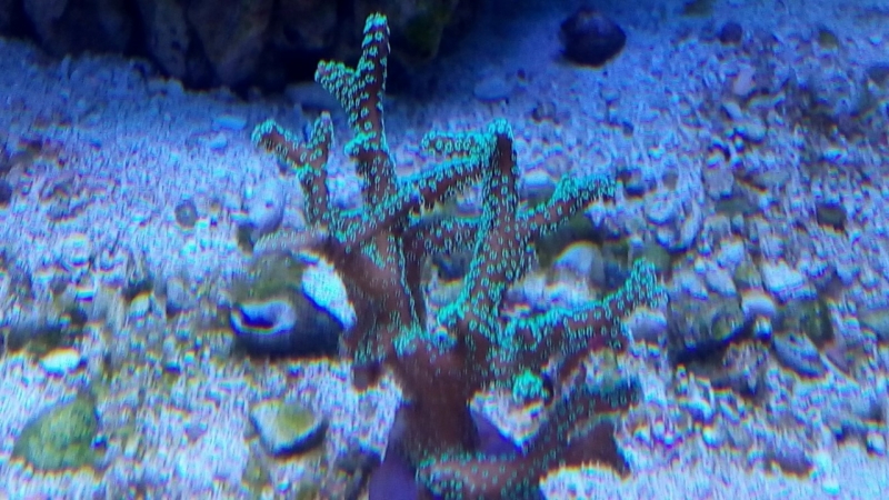 IMG 20140803 214738 (Large) (Medium)