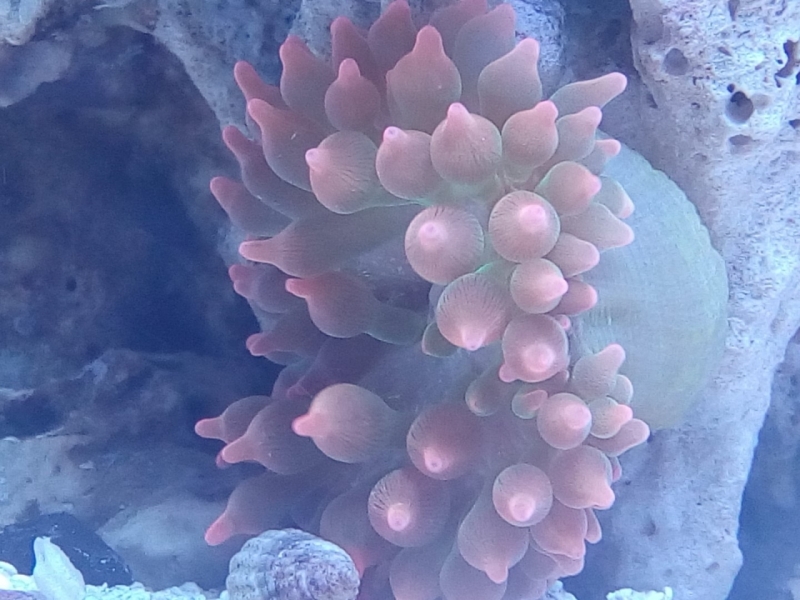 IMG 20140725 223644 (Large)