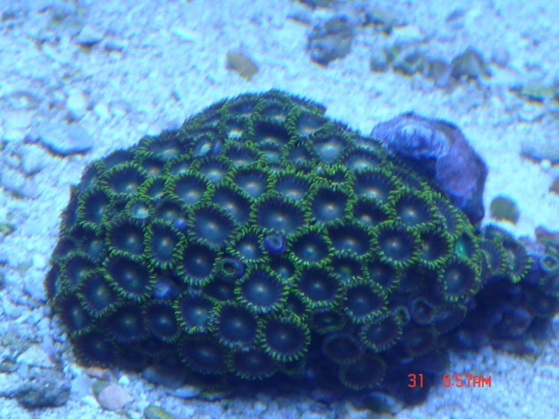 DSC06624 (Large) (Large)