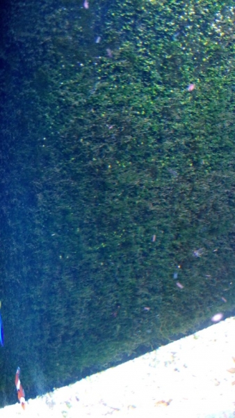 IMG 20140803 214655 (Large) (Small)