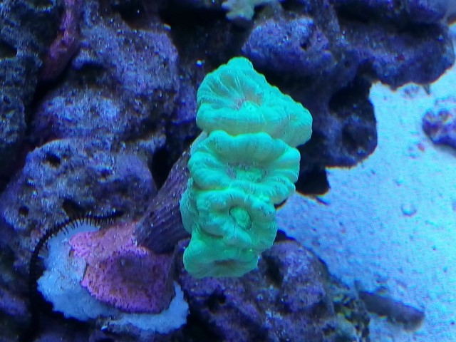 Caulastrea curvata verde (Small)