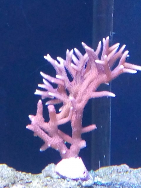 IMG 20140919 174427 (Small)