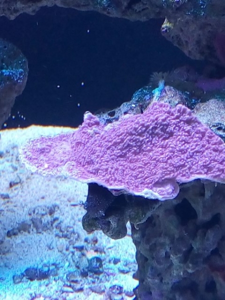 Montipora roxa (Small)