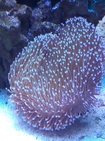 IMG 20140919 174507 (Small)