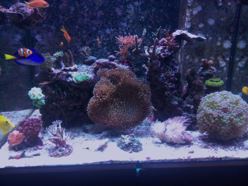 IMG 20150705 214002 (Large)