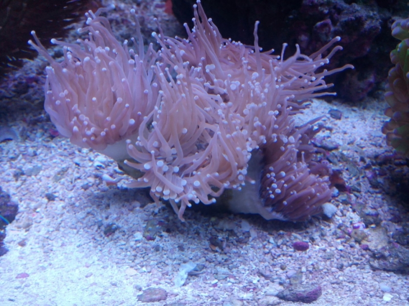 IMG 20150705 214020 (Large)