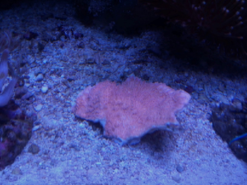 IMG 20150705 214027 (Large)