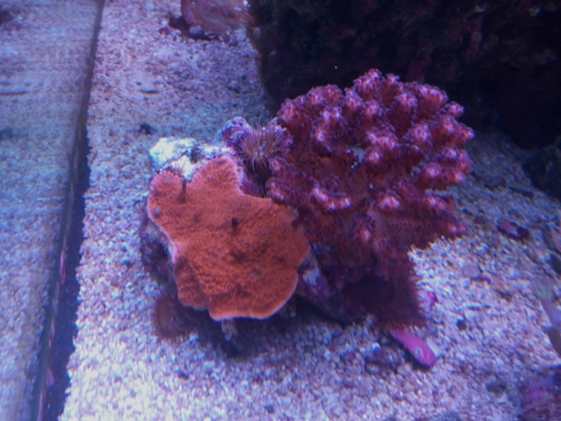 IMG 20150705 214034 (Large)