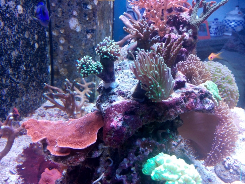 IMG 20150705 214044 (Large)