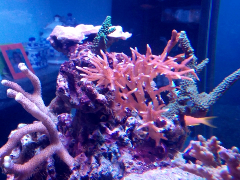 IMG 20150705 214111 (Large)