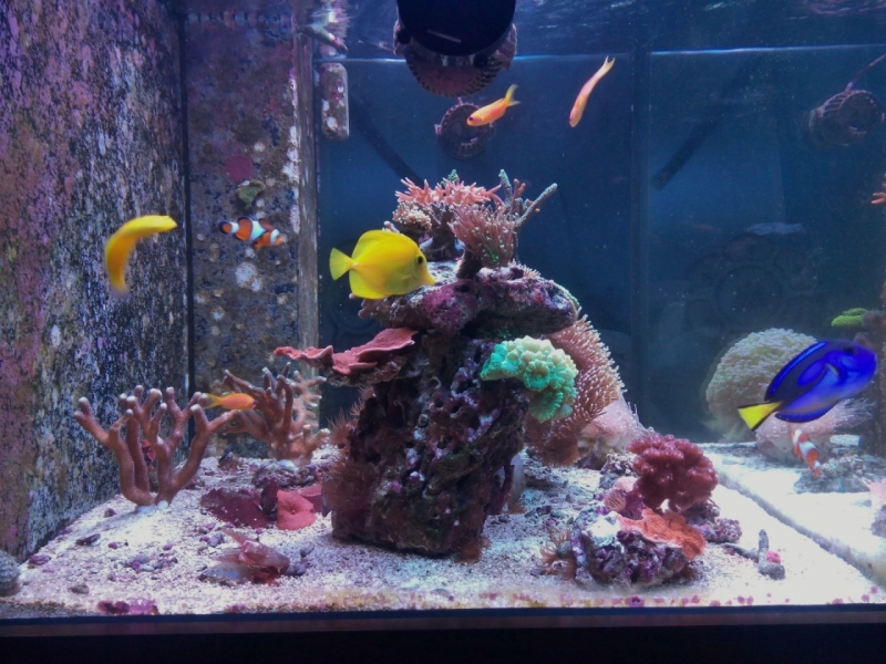 IMG 20150706 213751 (Large)