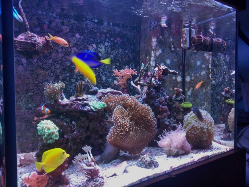 IMG 20150706 213809 (Large)