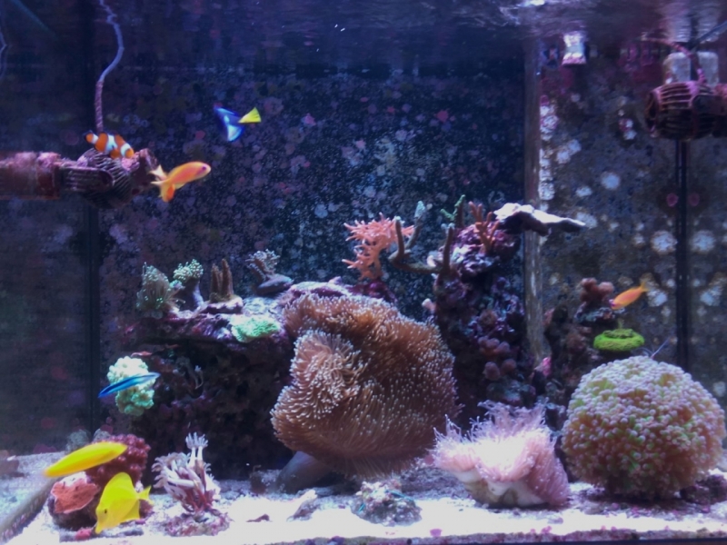 IMG 20150706 213846 (Large)