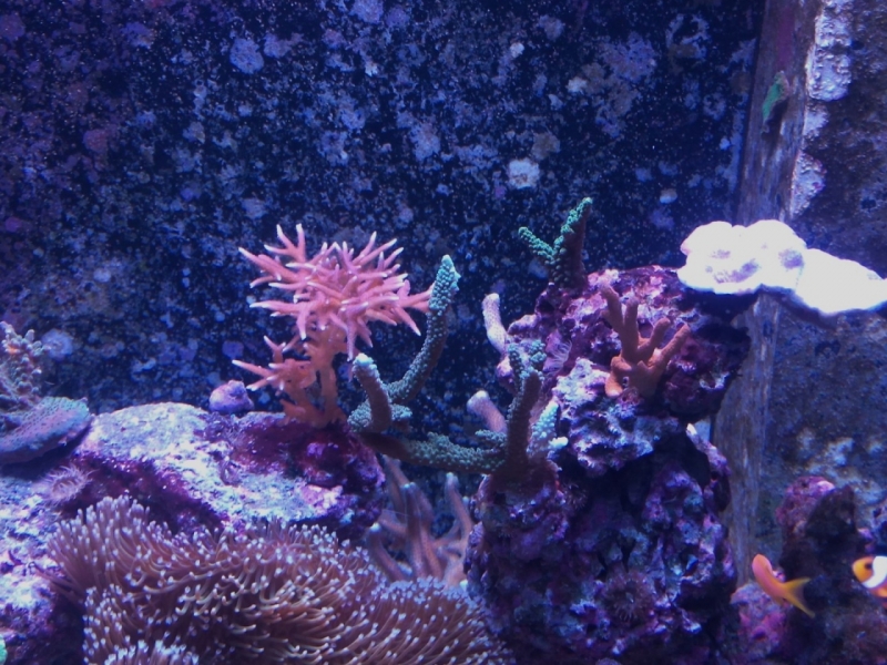 IMG 20150706 214025 (Large)