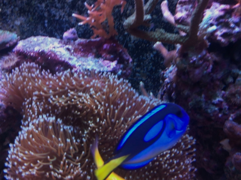 IMG 20150706 214031 (Large)