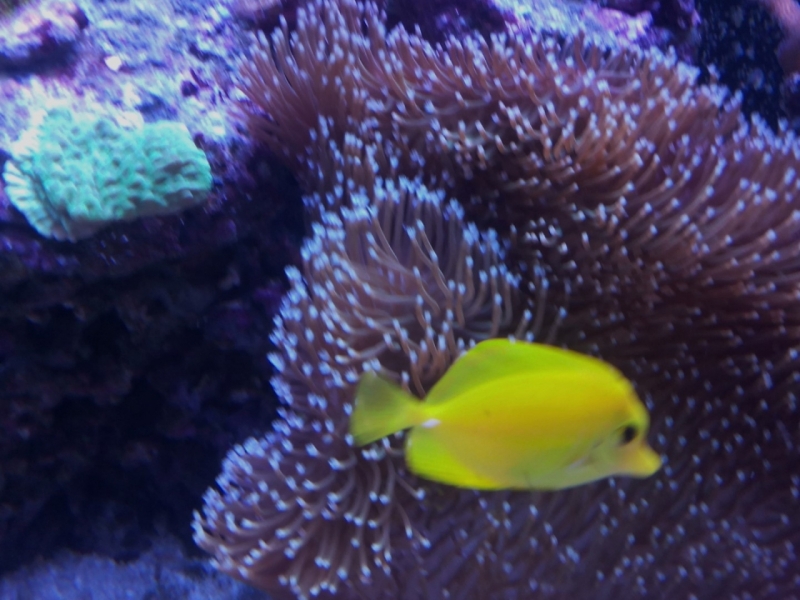 IMG 20150706 214033 (Large)