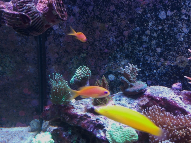 IMG 20150706 214037 (Large)