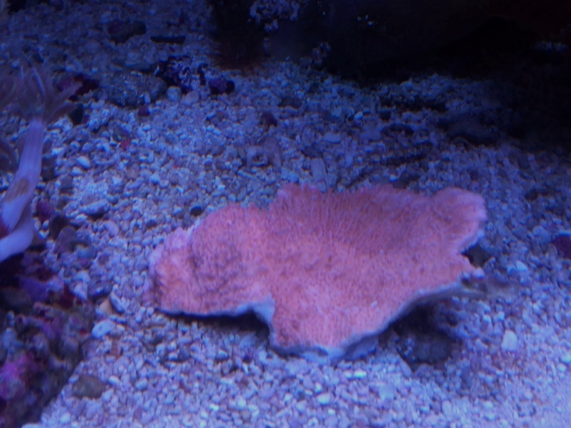 IMG 20150706 214042 (Large)