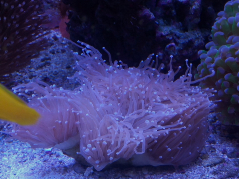 IMG 20150706 214056 (Large)