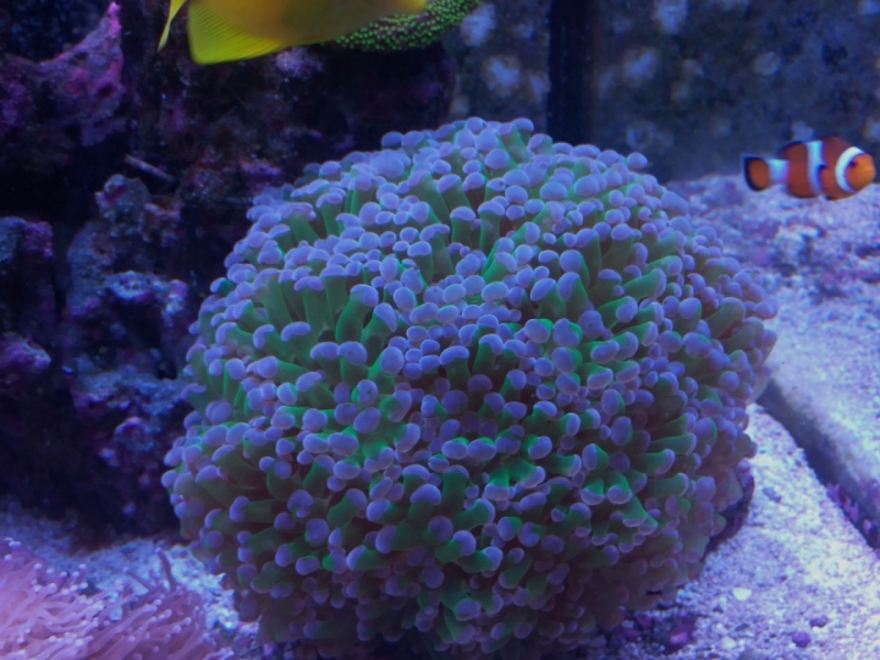 IMG 20150706 214100 (Large)